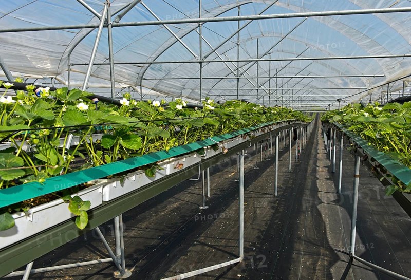 Cultivation of Strawberries (Fragaria)