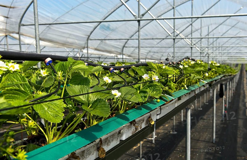 Cultivation of Strawberries (Fragaria)