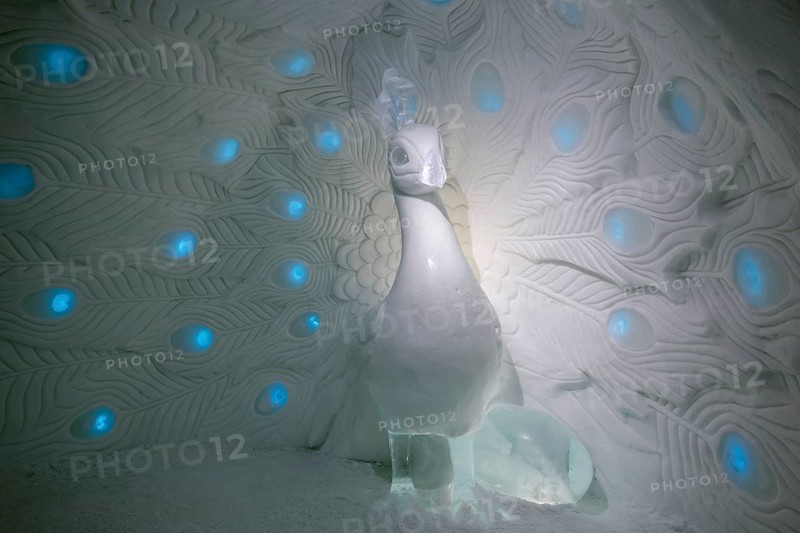 Peacock sculpture made of snow and ice