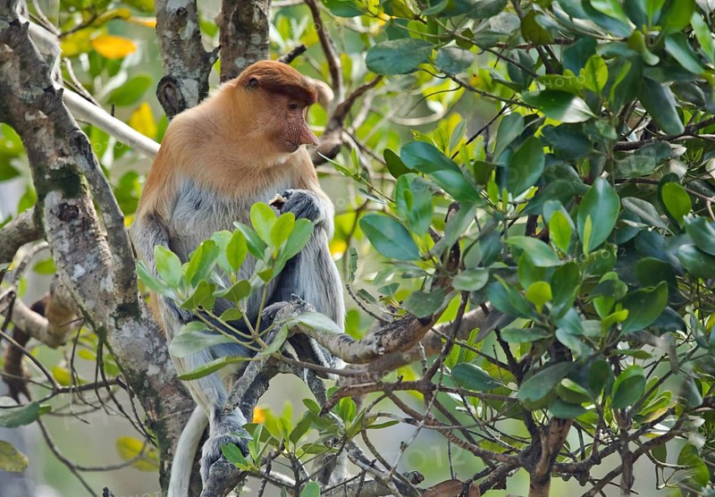 Proboscis monkey (Nasalis larvatus) sitting in the tree
