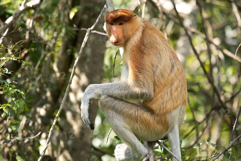 Proboscis monkey (Nasalis larvatus) sitting in the tree
