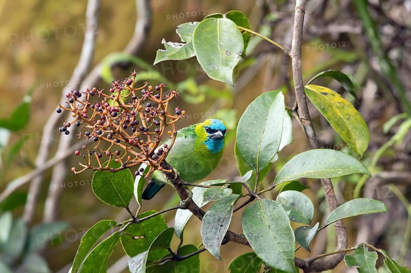 Golden-naped Barbet (Psilopogon pulcherrimus)