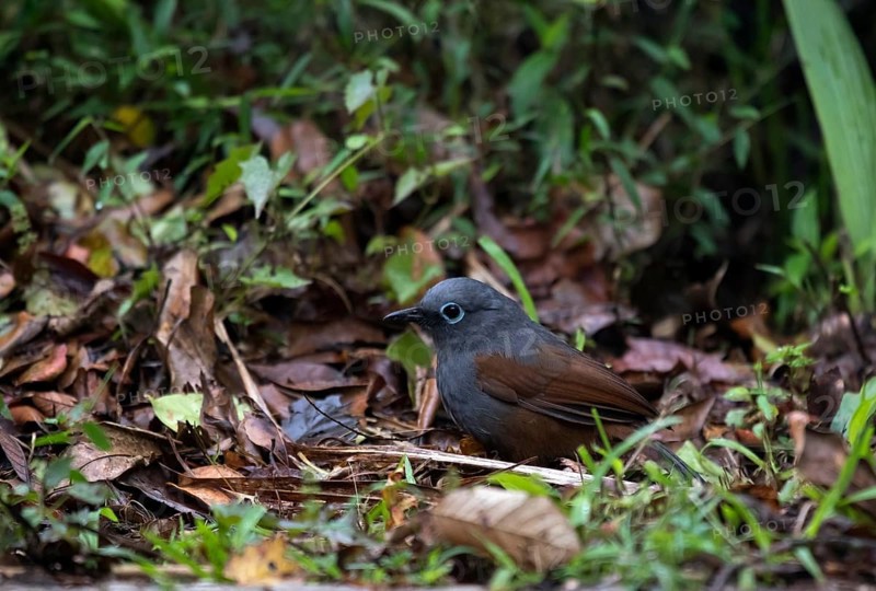 Sunda Laughingthrush (Garrulax palliatus) sits on the ground in foliage