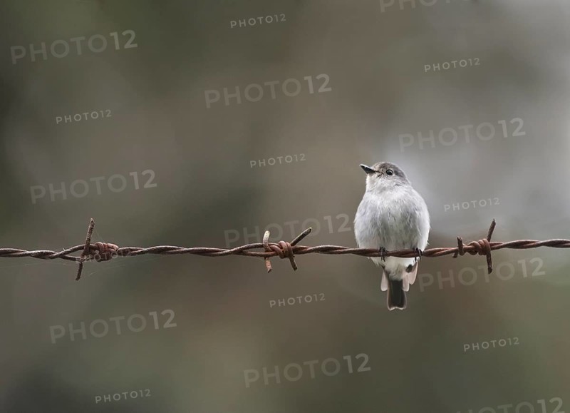 Little Pied Flycatcher (Ficedula westermanni)