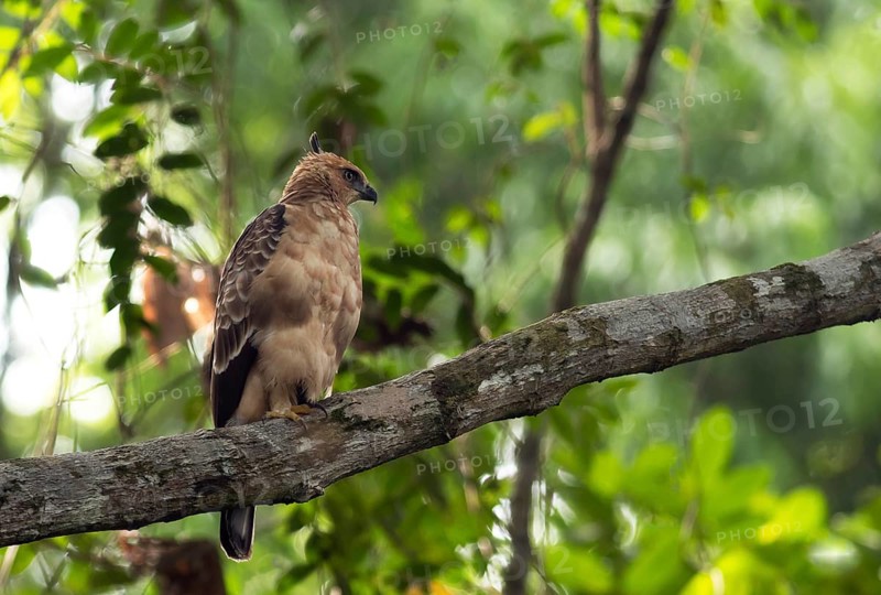 Juvenile Wallace's Hawk-eagle (Nisaetus nanus) sits in tree