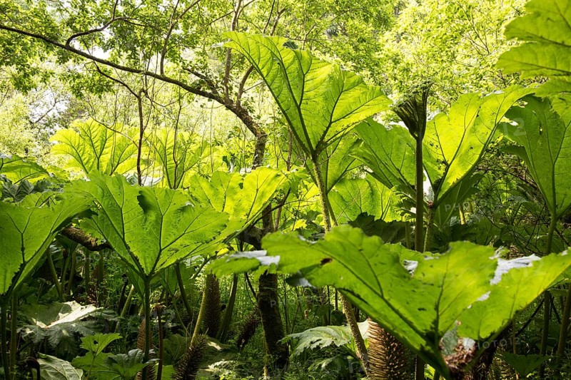 Giant Gunnera (Gunnera manicata)