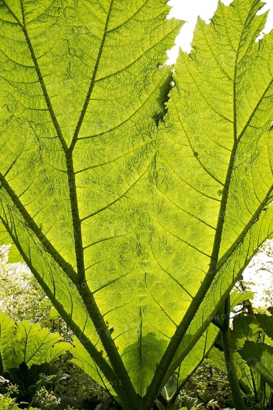 Underneath huge leaf of Giant Gunnera plant (Gunnera manicata)