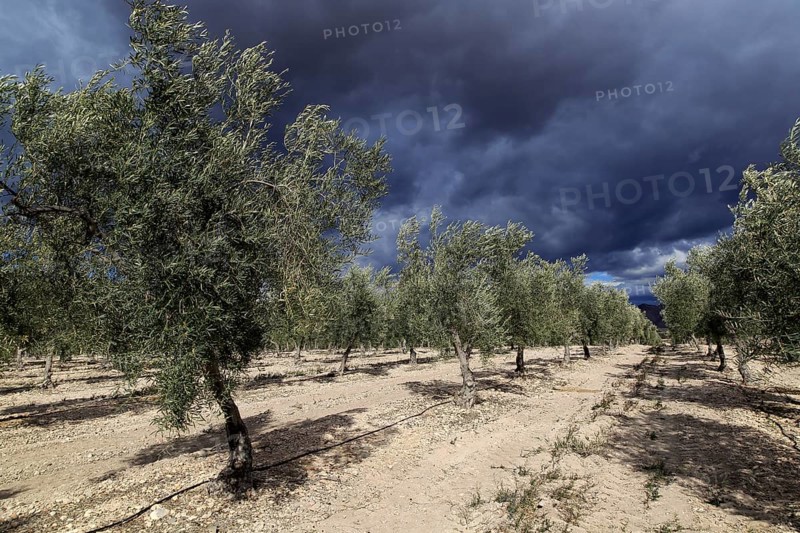 Dramatic storm clouds over olive trees