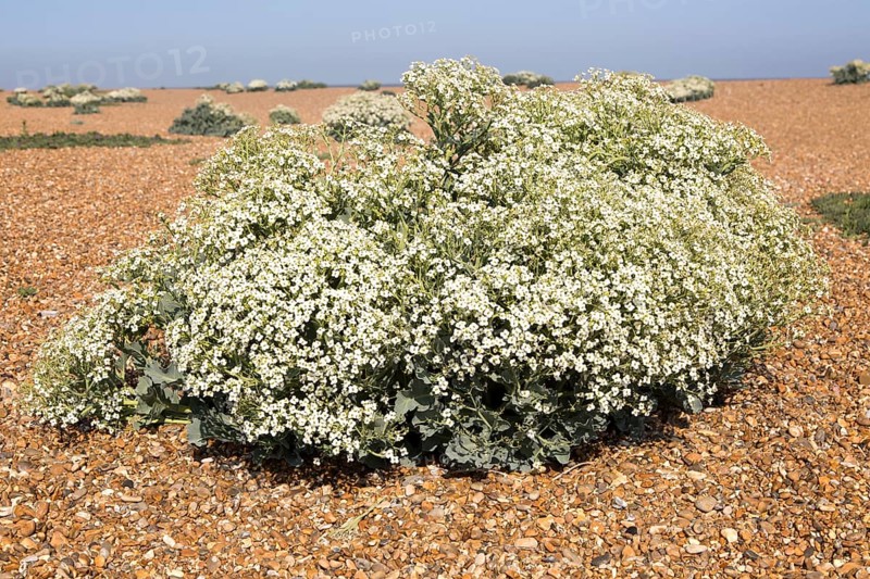 Sea Kale (Crambe maritima) in flower