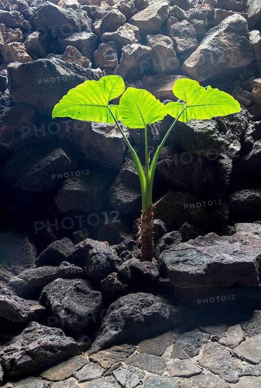 Plant in Cueva de Los Verdes