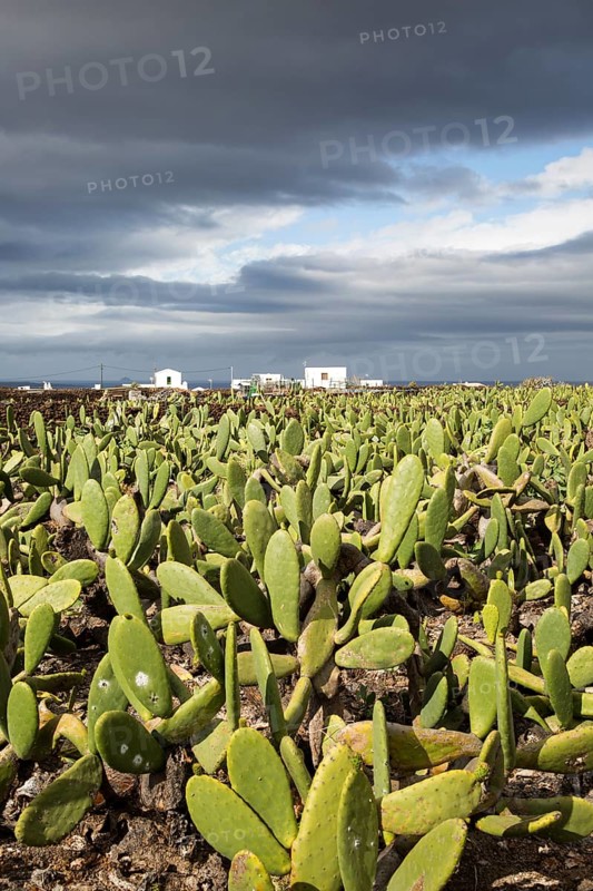 Plantation of Prickly Pear (Opuntia ficus-indica) for cochineal production