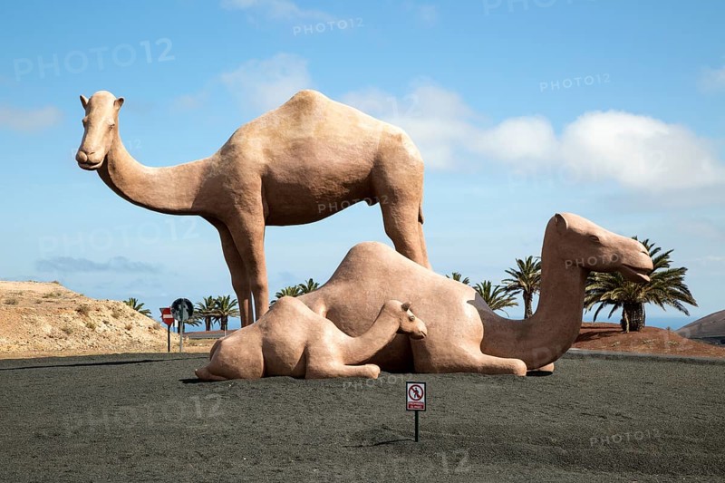 Giant dromedar family