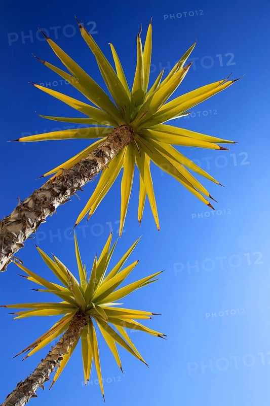 Spanish bayonet (Yucca aloifolia)
