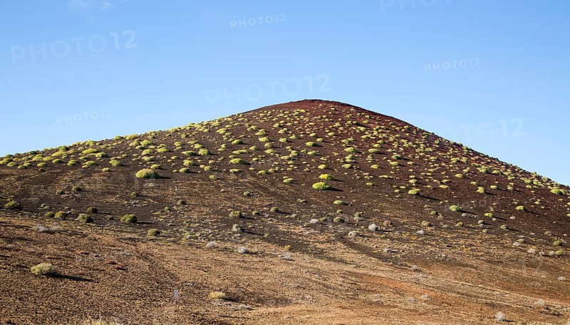 Green Tabaiba (Euphorbia balsamifera) bushes spread over volcanic hillside