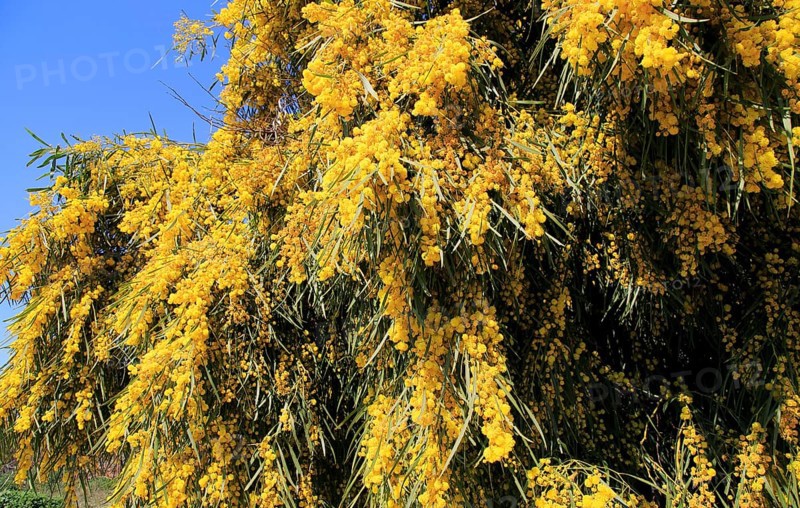 Mimosa tree or Silver Wattle (Acacia dealbata) with yellow flowers