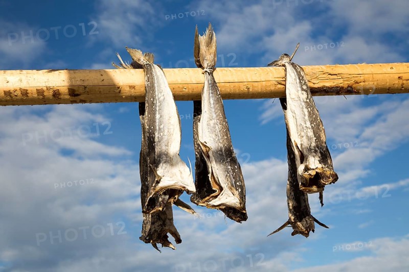 Cod fish drying outside on wooden pole