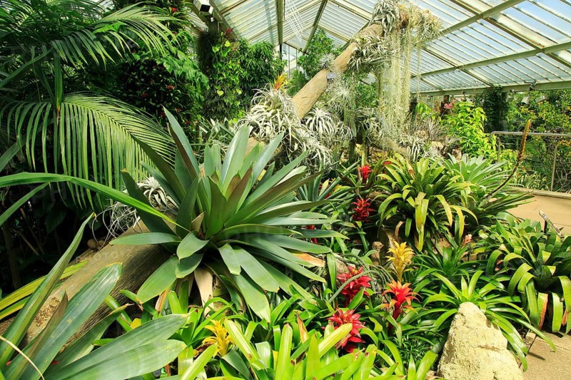 Tropical rainforest environment inside the Princess of Wales conservatory