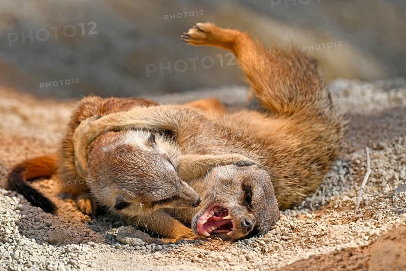 Meerkats (Suricata suricatta)