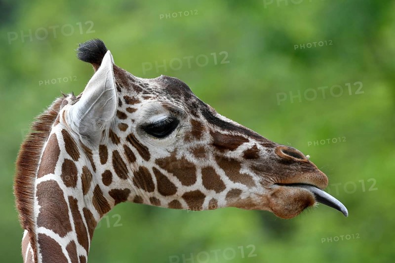 Reticulated Giraffe (Giraffa camelopardalis reticulata)