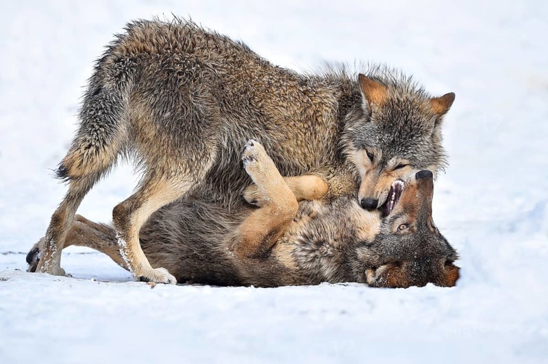 One-year old Eastern Wolf