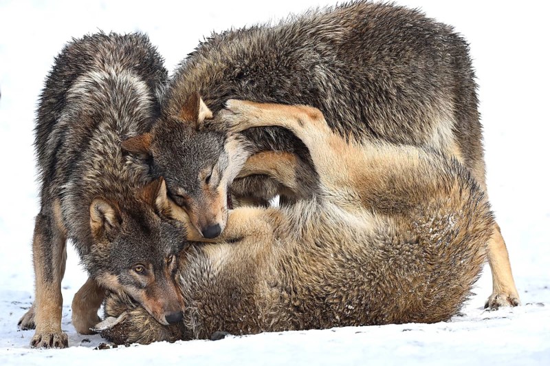 One-year old Eastern Wolf