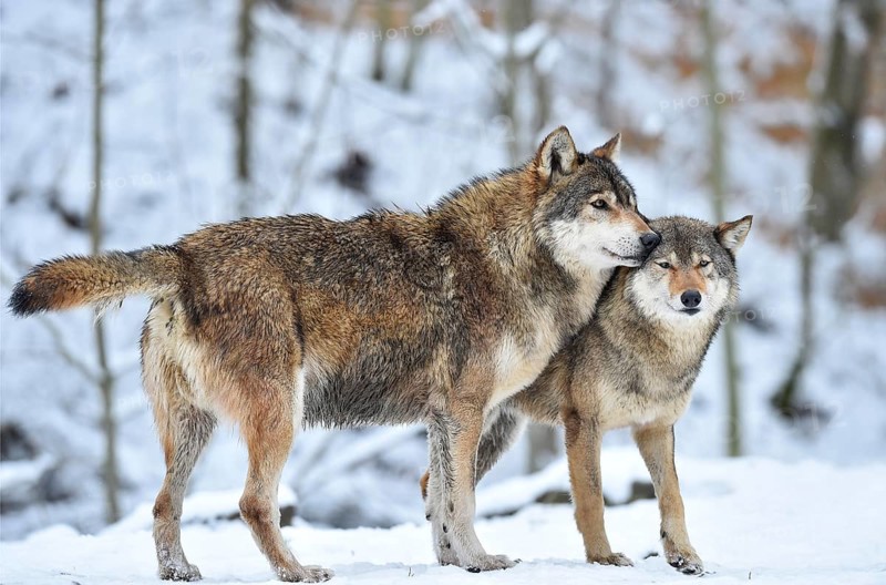 Eastern Wolves