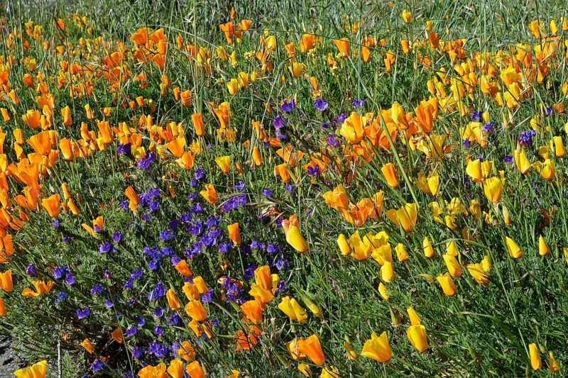 Poppy flowers