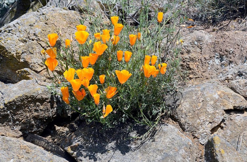 Poppy flowers