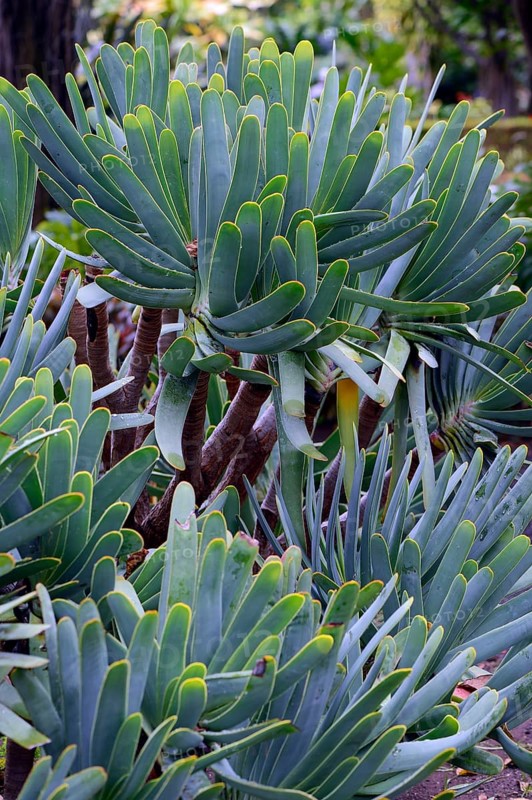 Aloe (Kumara plicatilis
