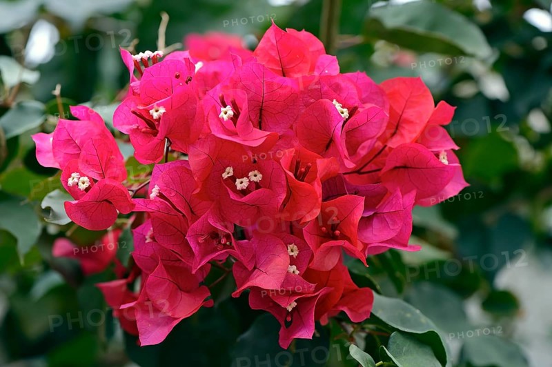 Drilling flower (Bougainvillea glabra) or Bougainvillea
