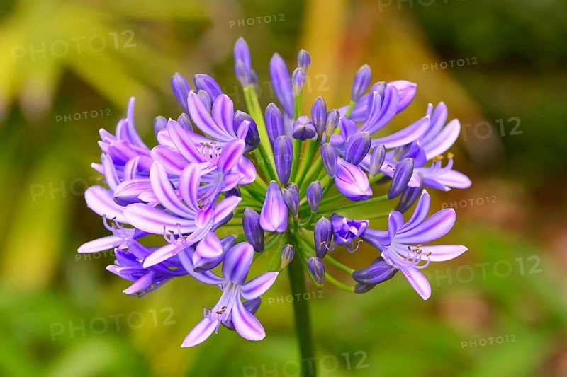 African Lily (Agapanthus praecox)