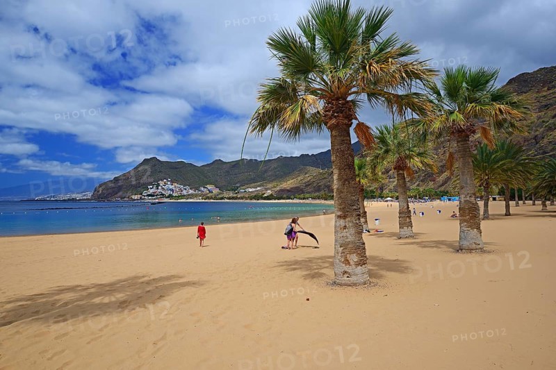 Palms on the beach