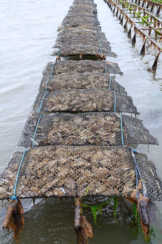 Pacific oyster (Crassostrea gigas)