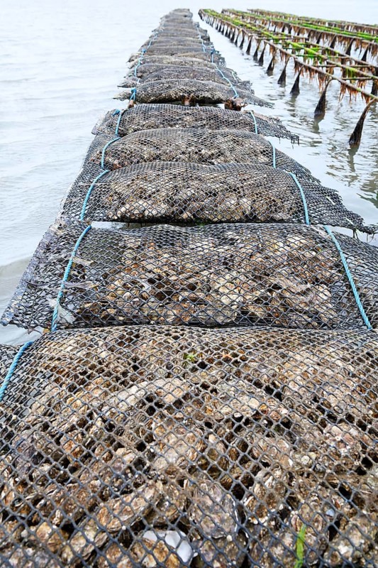 Pacific oyster (Crassostrea gigas)