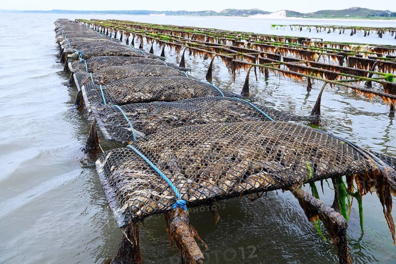 Pacific oyster (Crassostrea gigas)