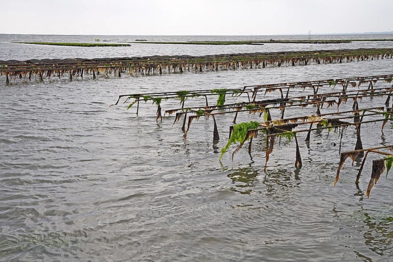 Pacific oyster (Crassostrea gigas)