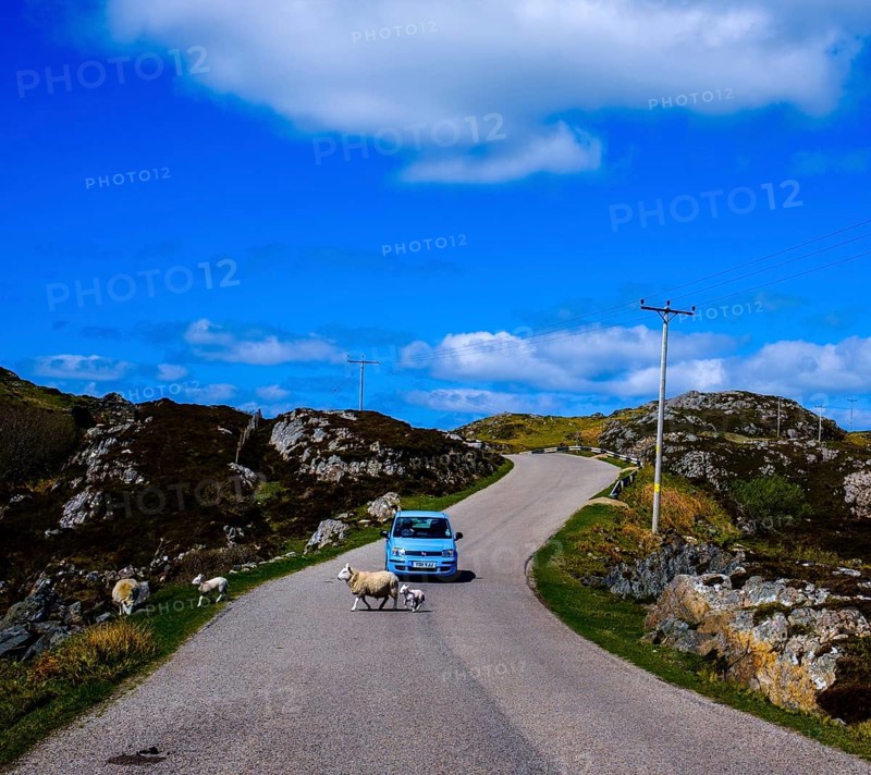 Car waits as sheep with lamb cross the street