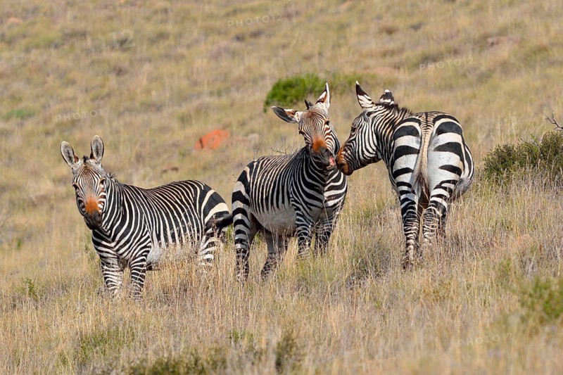 Cape Mountain Zebras (Equus zebra zebra)