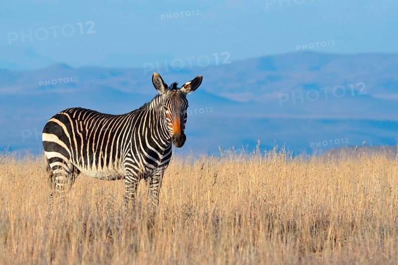 Cape Mountain Zebra (Equus zebra zebra)