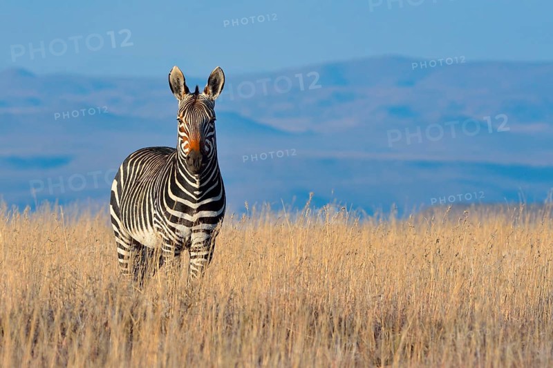 Cape Mountain Zebra (Equus zebra zebra)