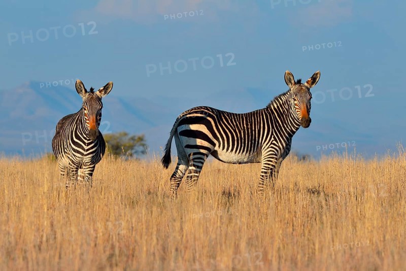 Cape Mountain Zebras (Equus zebra zebra)