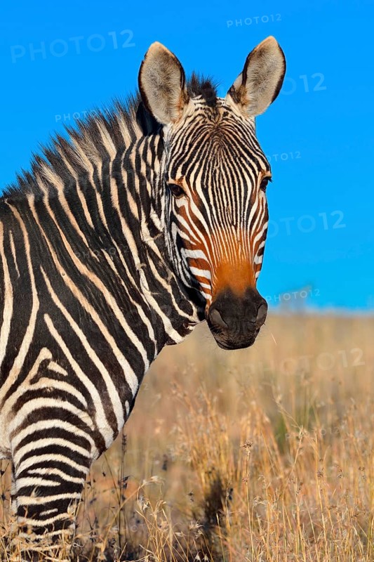 Cape Mountain Zebra (Equus zebra zebra)