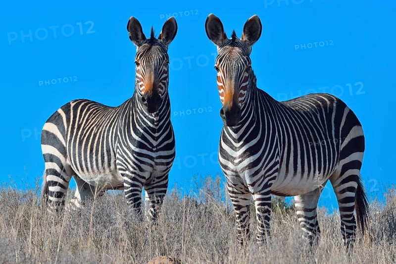 Cape Mountain Zebras (Equus zebra zebra)