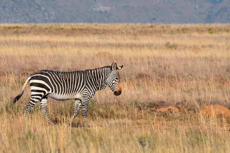 Cape Mountain Zebra (Equus zebra zebra)