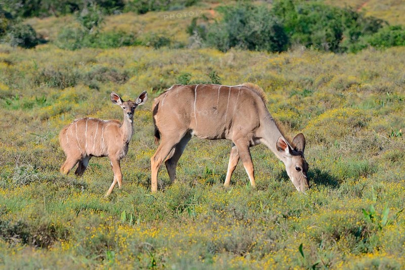 Greater kudus (Tragelaphus strepsiceros)