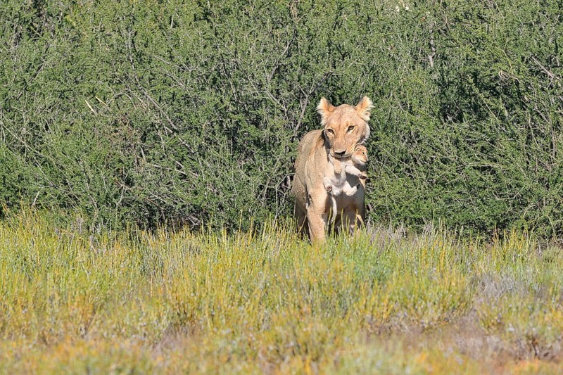 Lioness (Panthera leo)