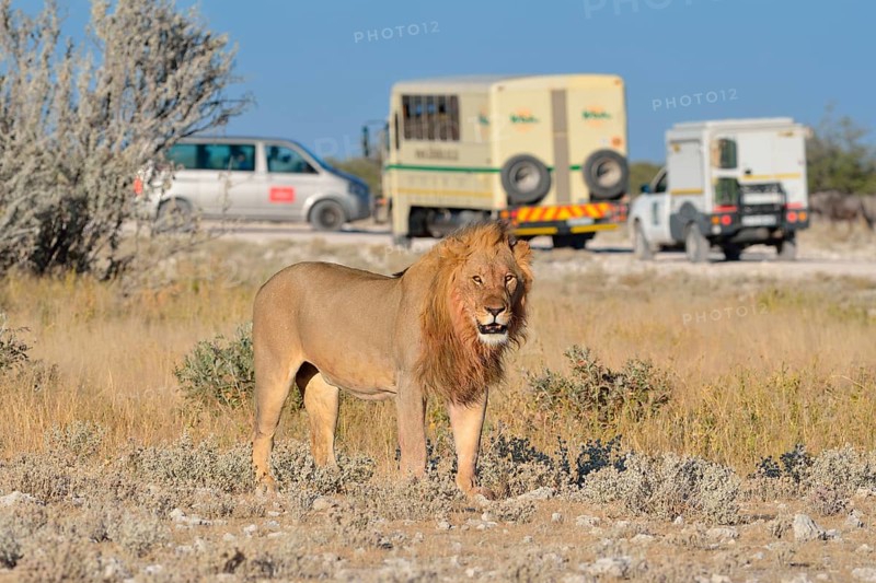 Lion (Panthera leo)
