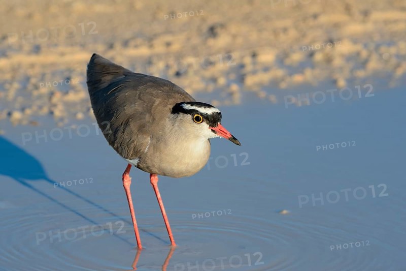 Crowned lapwing (Vanellus coronatus)
