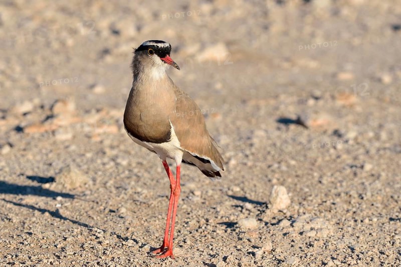 Crowned lapwing (Vanellus coronatus)