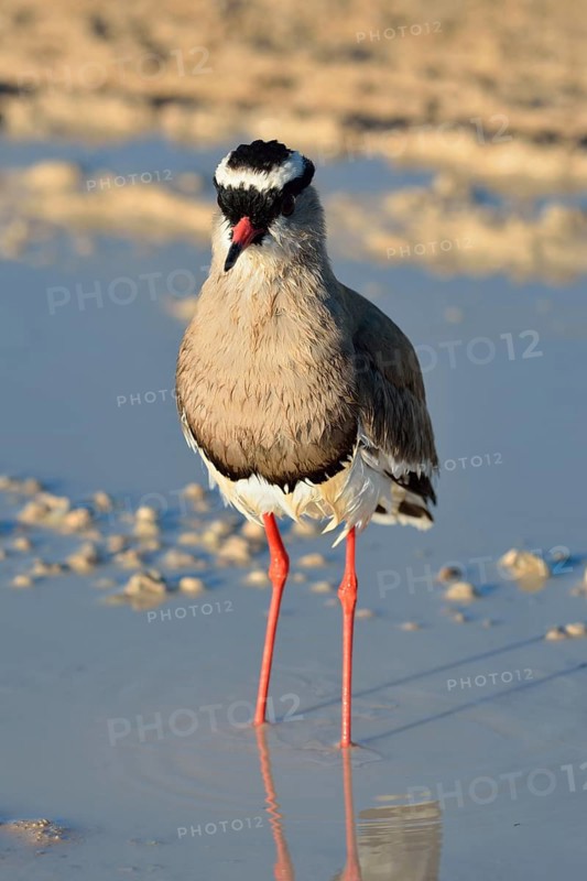 Crowned lapwing (Vanellus coronatus)